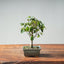 Zelkova Bonsai #1333 - Bonsaify