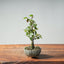 Zelkova Bonsai #1334 - Bonsaify