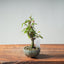 Zelkova Bonsai #1334 - Bonsaify