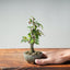 Zelkova Bonsai #1334 - Bonsaify