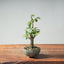 Zelkova Bonsai #1334 - Bonsaify