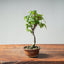 Zelkova Bonsai #1335 - Bonsaify