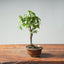 Zelkova Bonsai #1335 - Bonsaify