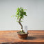 Zelkova Bonsai #1335 - Bonsaify