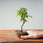 Zelkova Bonsai #1335 - Bonsaify
