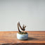 Zelkova Bonsai #1336 - Bonsaify