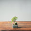 Zelkova Bonsai #1337 - Bonsaify