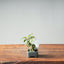 Zelkova Bonsai #1337 - Bonsaify