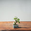 Zelkova Bonsai #1337 - Bonsaify