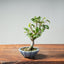 Zelkova Bonsai #1338 - Bonsaify