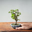 Zelkova Bonsai #1338 - Bonsaify