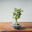 Zelkova Bonsai #1338 - Bonsaify