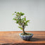 Zelkova Bonsai #1338 - Bonsaify