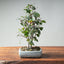Zelkova Bonsai #1339 - Bonsaify
