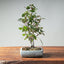 Zelkova Bonsai #1339 - Bonsaify