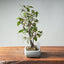 Zelkova Bonsai #1339 - Bonsaify