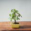 Zelkova Bonsai #1341 - Bonsaify