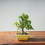 Zelkova Bonsai #1341 - Bonsaify