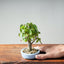 Zelkova Bonsai #1342 - Bonsaify