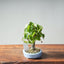 Zelkova Bonsai #1342 - Bonsaify