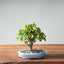 Zelkova Bonsai #1342 - Bonsaify