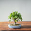 Zelkova Bonsai #1342 - Bonsaify