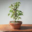 Zelkova Bonsai #1343 - Bonsaify
