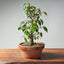 Zelkova Bonsai #1343 - Bonsaify