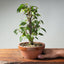 Zelkova Bonsai #1343 - Bonsaify