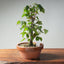 Zelkova Bonsai #1343 - Bonsaify
