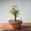 Zelkova Bonsai #1344 - Bonsaify