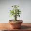 Zelkova Bonsai #1344 - Bonsaify