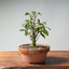 Zelkova Bonsai #1344 - Bonsaify