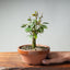 Zelkova Bonsai #1344 - Bonsaify