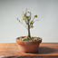 Zelkova Bonsai #1345 - Bonsaify