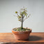 Zelkova Bonsai #1345 - Bonsaify
