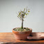 Zelkova Bonsai #1345 - Bonsaify