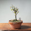 Zelkova Bonsai #1345 - Bonsaify