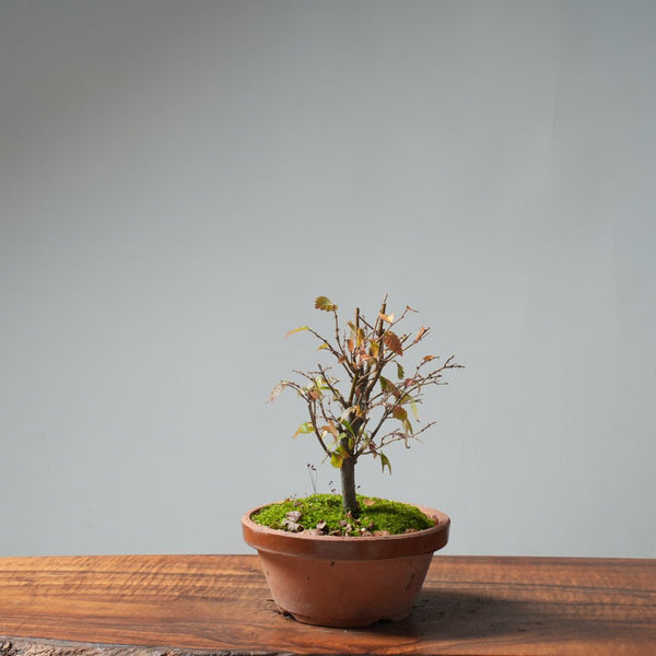 Zelkova Broom 641 - Bonsaify