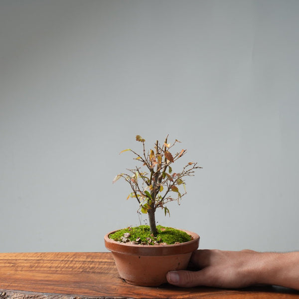 Zelkova Broom 641 - Bonsaify