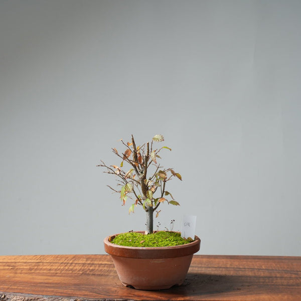 Zelkova Broom 641 - Bonsaify