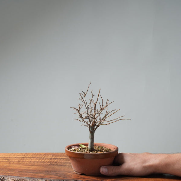 Zelkova Broom 643 - Bonsaify