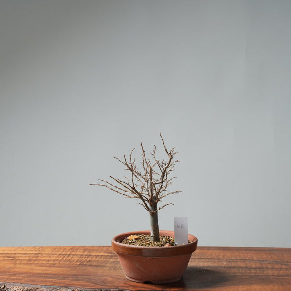 Zelkova Broom 643 - Bonsaify