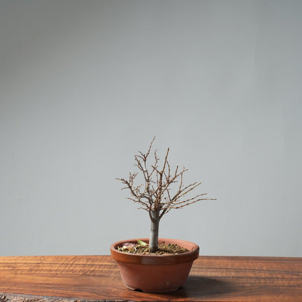 Zelkova Broom 643 - Bonsaify