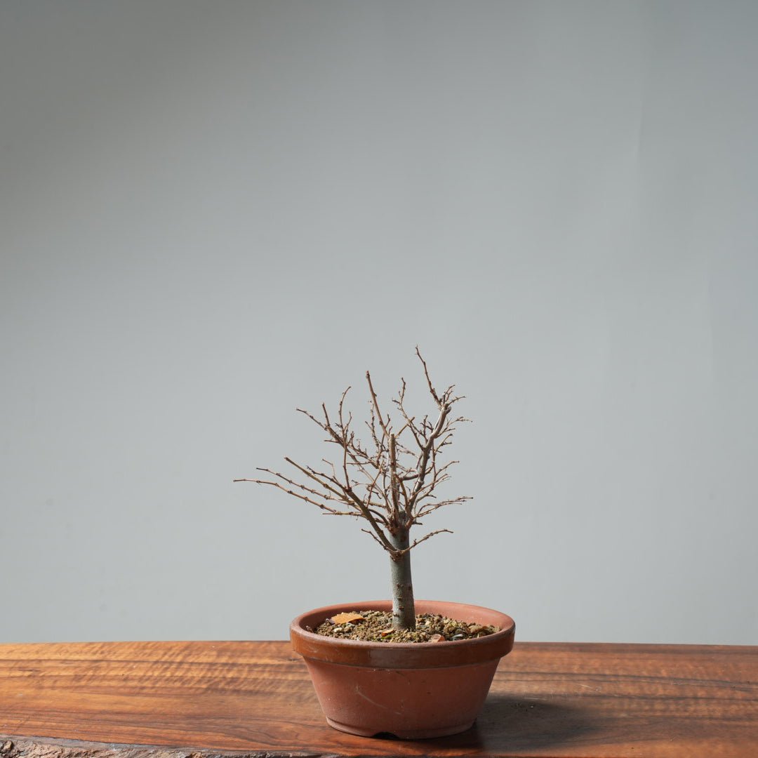 Zelkova Broom 643 - Bonsaify