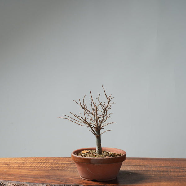 Zelkova Broom 643 - Bonsaify