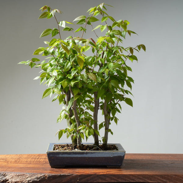 Zelkova Copse #19 - Bonsaify