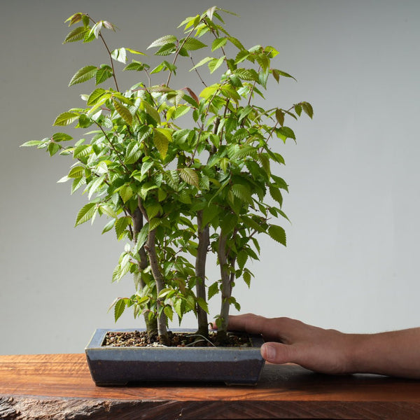 Zelkova Copse #19 - Bonsaify