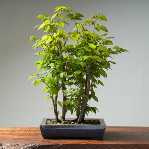 Zelkova Copse #19 - Bonsaify