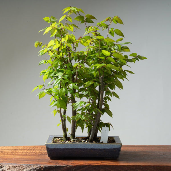 Zelkova Copse #19 - Bonsaify